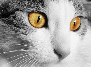Home Remedies for Cat Eye Problems