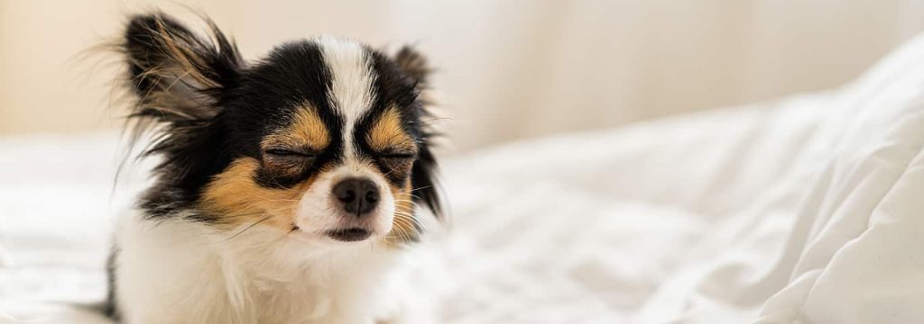 How Melatonin Can Help Your Dog Sleep Better?