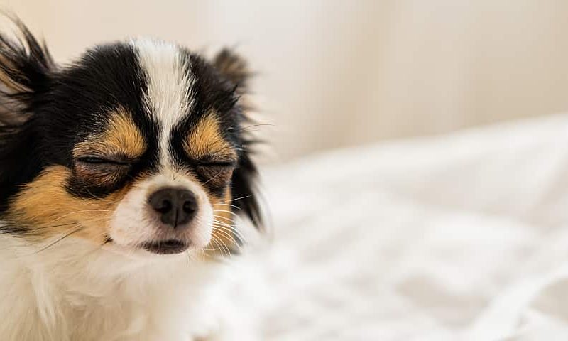 How Melatonin Can Help Your Dog Sleep Better?
